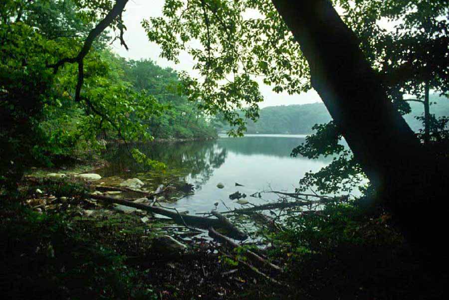 Bog Meadow Pond